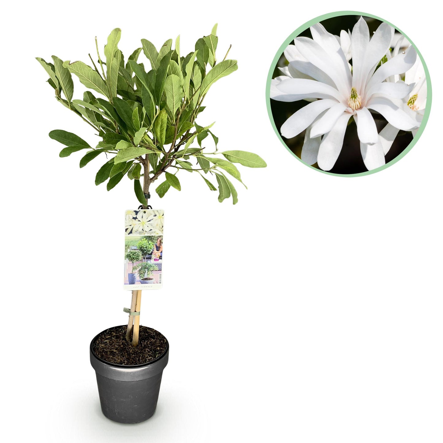 Magnolia stellata, plant sur tige en pot avec feuillage caduc, accolé à un gros plan de sa fleur blanche étoilée. Idéal pour terrasse.
