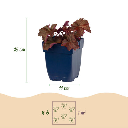 Heuchera micrantha Palace Purple : plant en pot avec indication de la hauteur (25 cm) et du diamètre du pot (11 cm), et illustration de plan