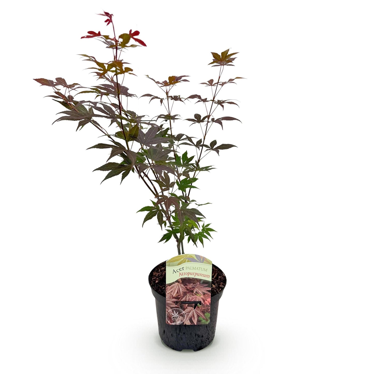 Érable du Japon 'Atropurpureum'. Un jeune plant de 70cm avec un feuillage découpé et pourpre, dans son pot de 19cm. Vendu en lot.