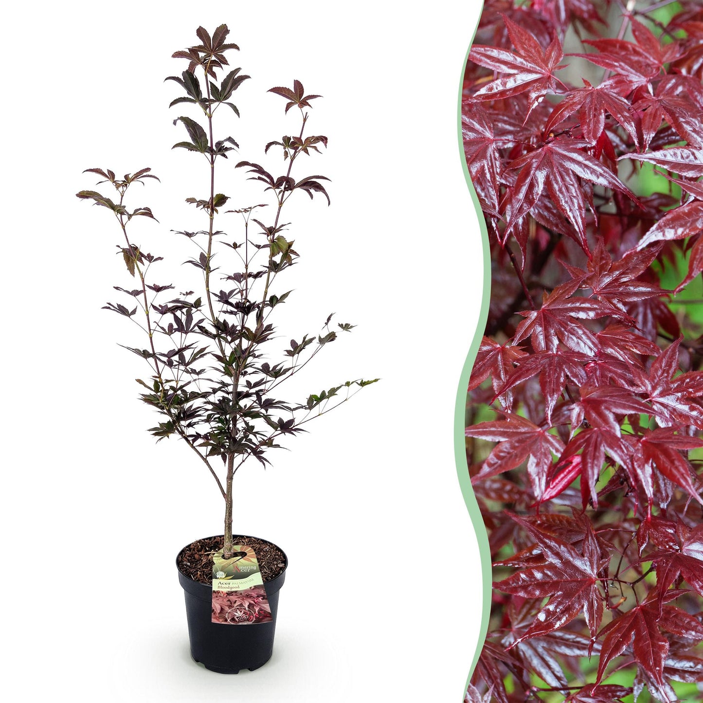 Acer palmatum Bloodgood, jeune plant d'érable japonais au feuillage pourpre sur fond blanc, avec un gros plan de ses feuilles palmées.
