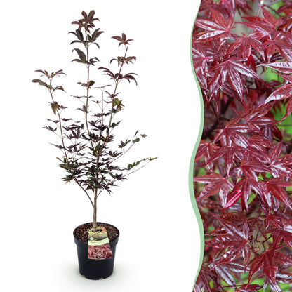 Acer palmatum Bloodgood, jeune plant d'érable japonais au feuillage pourpre sur fond blanc, avec un gros plan de ses feuilles palmées.