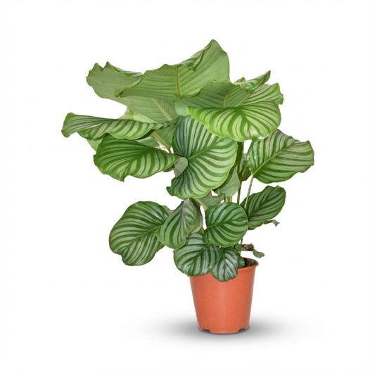 Calathea orbifolia de 60 cm en pot de 19 cm, grandes feuilles rondes rayées vert argenté