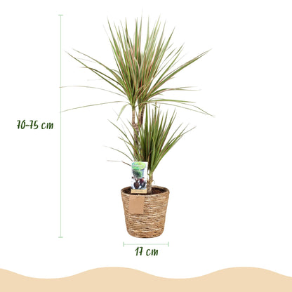 Plantes d'intérieur - Dracaena Marginata Bicolor - Dragonnier - Peu d'entretien - avec panier - Vert - marron - 1 Plante - Pot 17cm - Hauteur 70-75cm