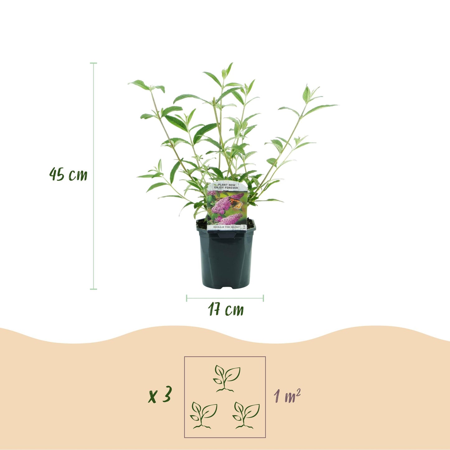 Buddleja davidii Pink Delight : Hauteur de la plante (45 cm), diamètre du pot (17 cm) et recommandation de plantation de 3 plants par m².