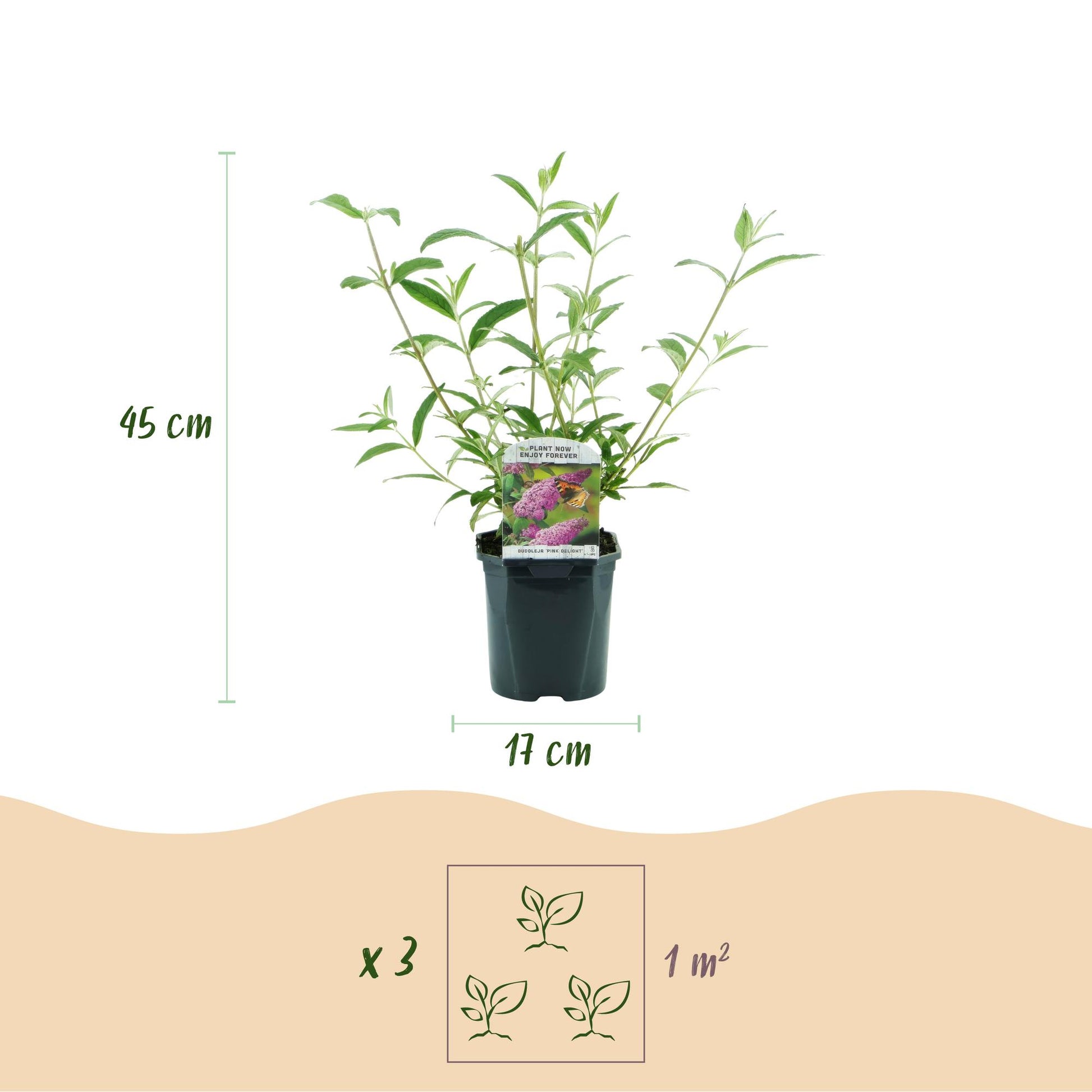 Buddleja davidii Pink Delight : Hauteur de la plante (45 cm), diamètre du pot (17 cm) et recommandation de plantation de 3 plants par m².