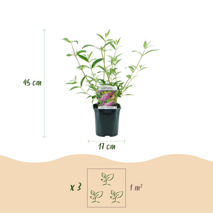 Buddleja davidii Pink Delight : Hauteur de la plante (45 cm), diamètre du pot (17 cm) et recommandation de plantation de 3 plants par m².