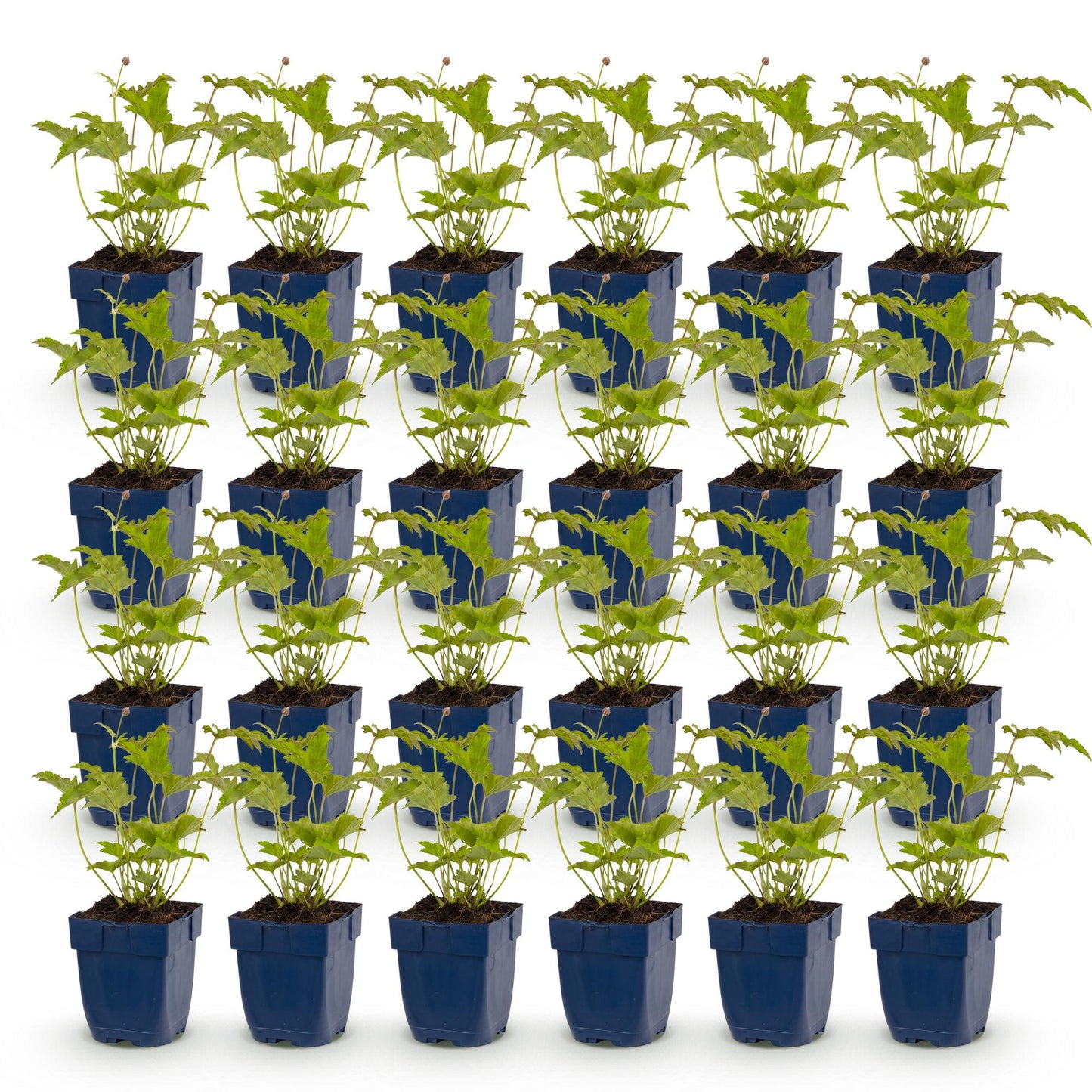 Anémone d'automne, un lot de nombreux jeunes plants en pot bleu sur fond blanc, prêts à être plantés dans votre jardin.