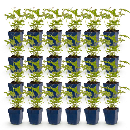 Anémone d'automne, un lot de nombreux jeunes plants en pot bleu sur fond blanc, prêts à être plantés dans votre jardin.