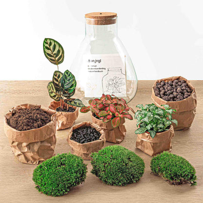 Kit terrarium lumineux Calathea : Avec râteau et pelle