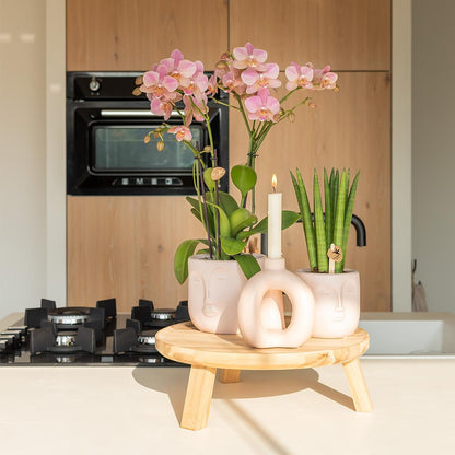 Orchidée Phalaenopsis vieux rose en pot