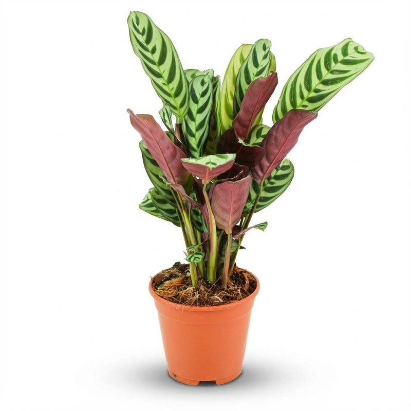 Ctenanthe Burle-Marxii -  Plante dormeuse - Arête de poisson - Pot de 14cm - Hauteur: 35-40 cm