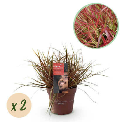 Uncinia rubra Everflame : jeune plant en pot terre cuite avec étiquette 'Easy Grasses'. Bulle 'x2' et insert gros plan du feuillage rouge.