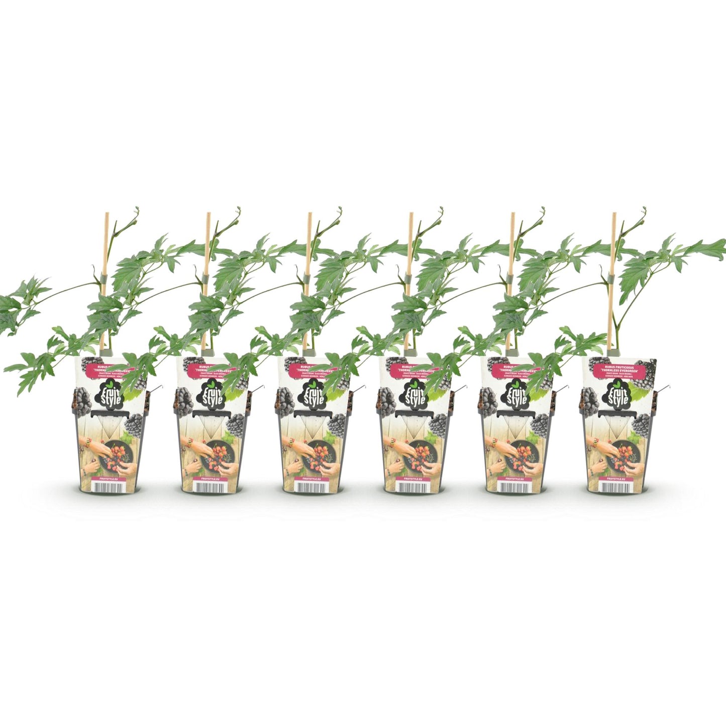 Ronce persistante Rubus Thornless Evergreen. Plusieurs jeunes plants de ronce noire en pot, alignés sur un fond blanc.