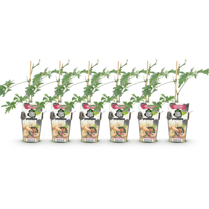 Ronce persistante Rubus Thornless Evergreen. Plusieurs jeunes plants de ronce noire en pot, alignés sur un fond blanc.
