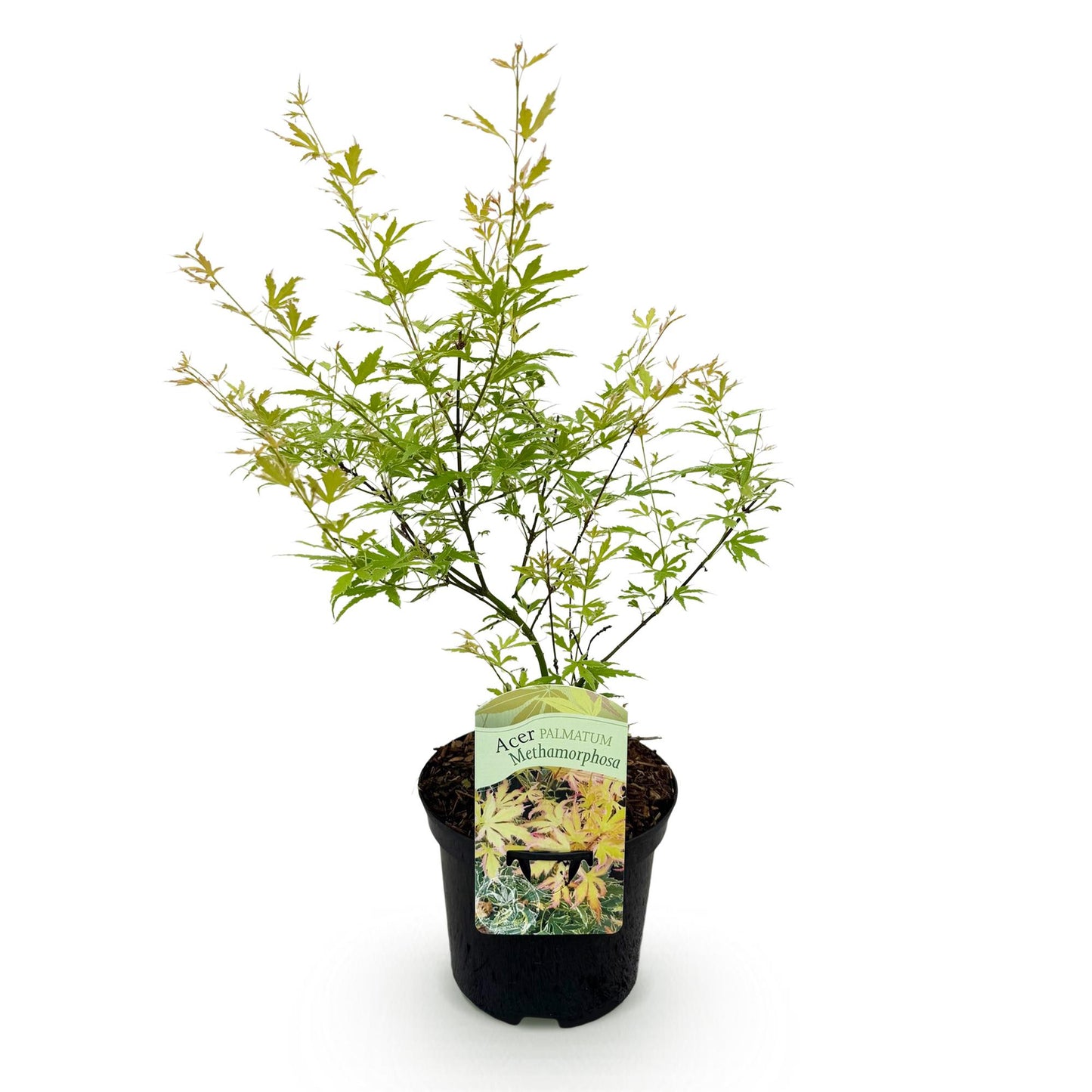 Érable du Japon Acer palmatum Metamorphosa en pot sur fond blanc, avec un feuillage vert clair et jaune aux extrémités.