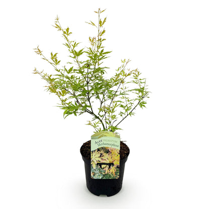 Érable du Japon Acer palmatum Metamorphosa en pot sur fond blanc, avec un feuillage vert clair et jaune aux extrémités.
