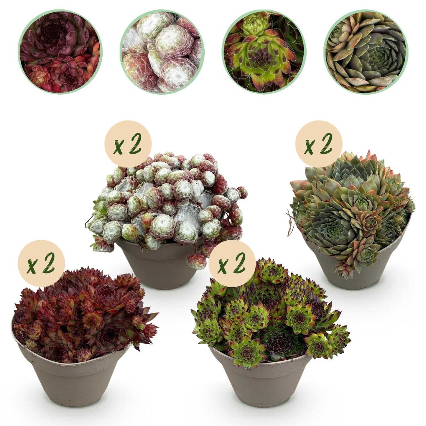 Sempervivum Big Sam, quatre variétés de joubarbes en pot, avec des bulles "x 2" indiquant les quantités.