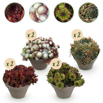 Sempervivum Big Sam, quatre variétés de joubarbes en pot, avec des bulles "x 2" indiquant les quantités.