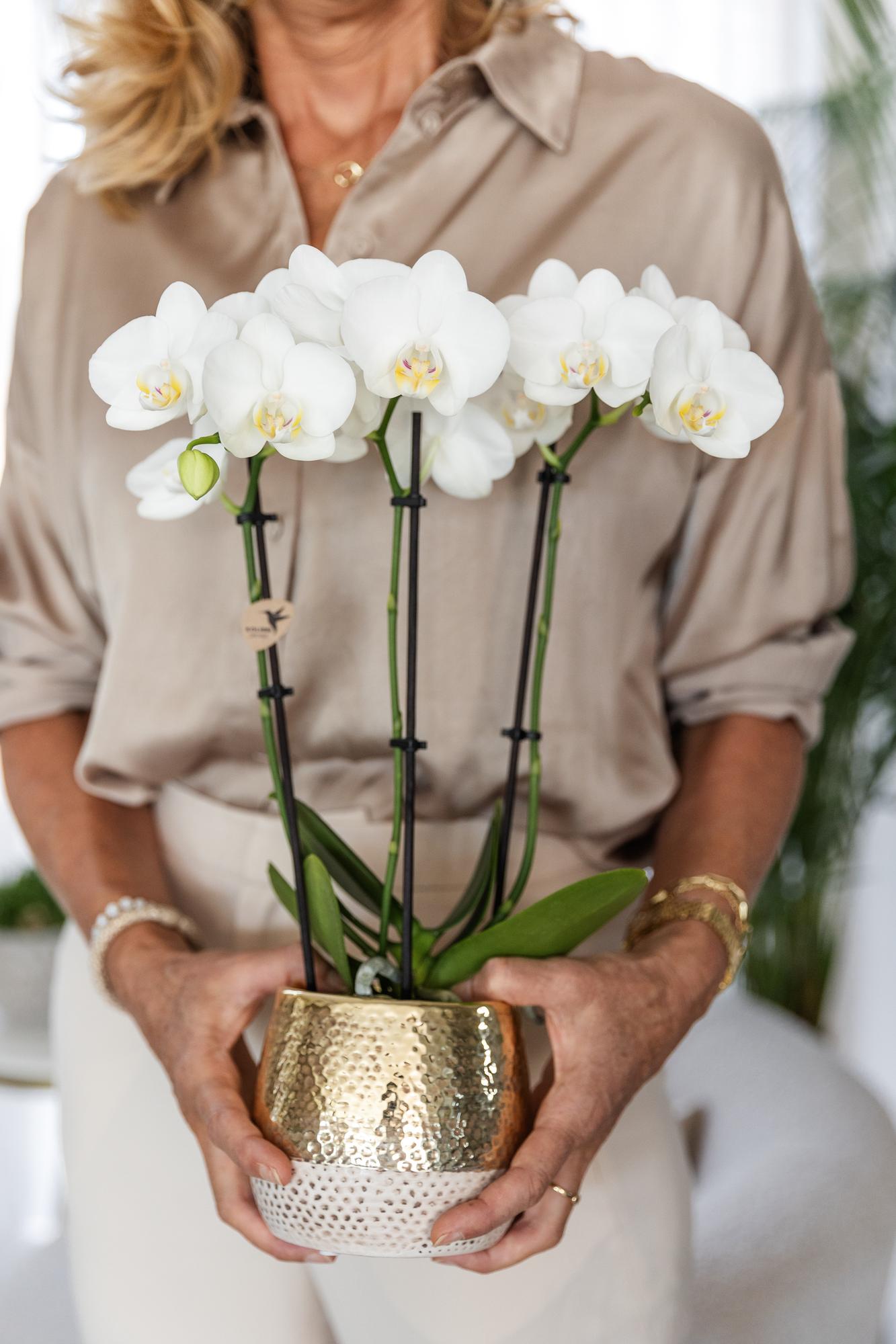 Orchidée Phalaenopsis blanche en pot