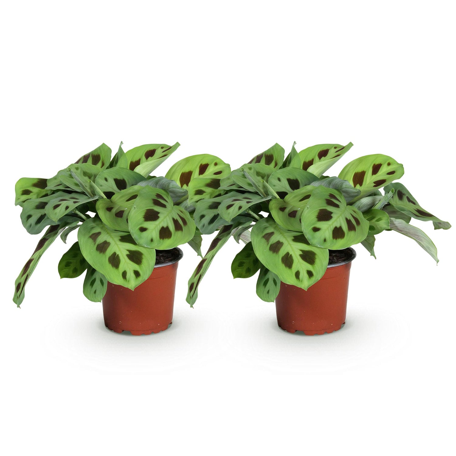 Maranta Fascinator Kerchoveana - Plante de prière - Pot de 12cm - Hauteur 30-35cm - plantandstories