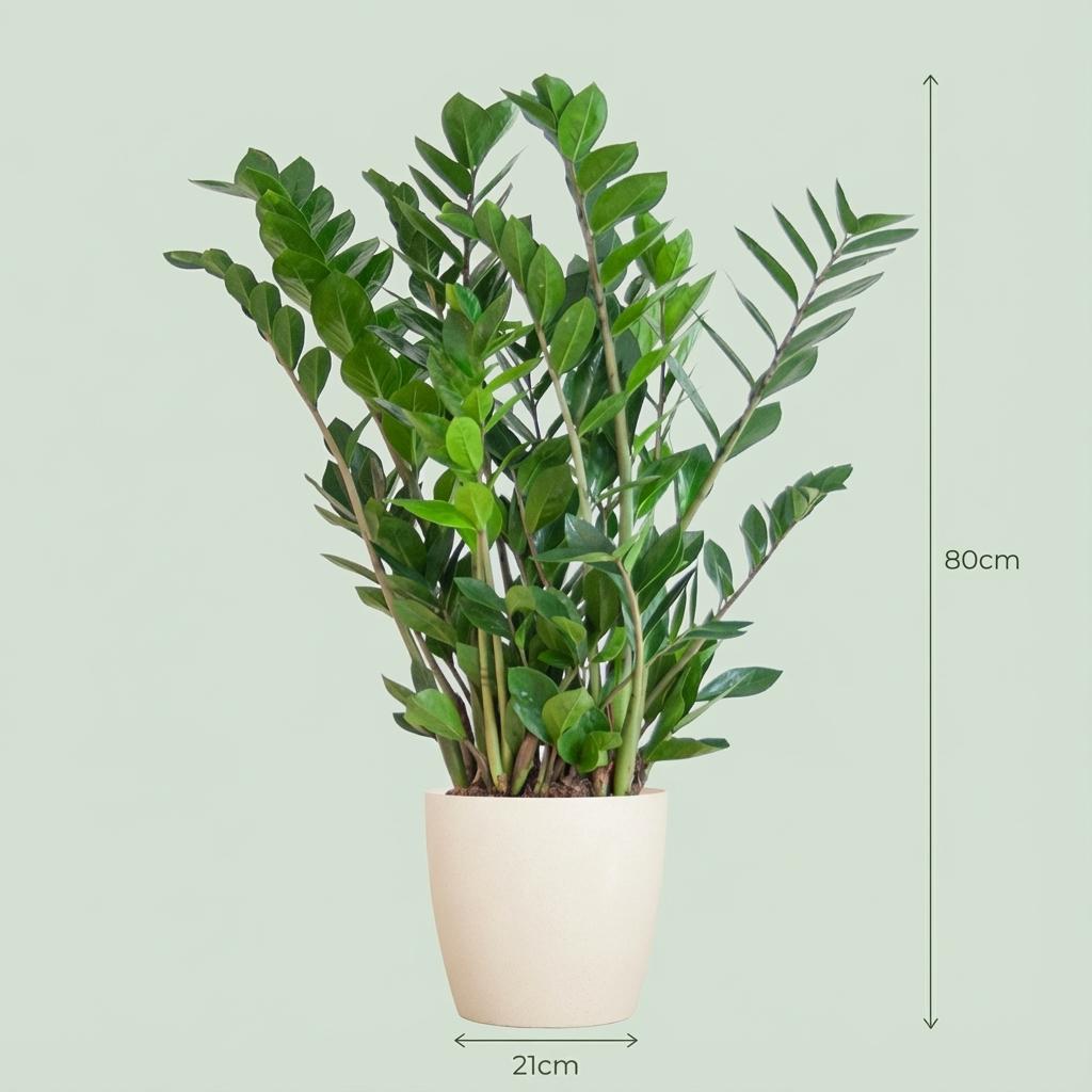 Zamioculcas Zamiifolia avec Potter Blanc  - 80cm - Ø21