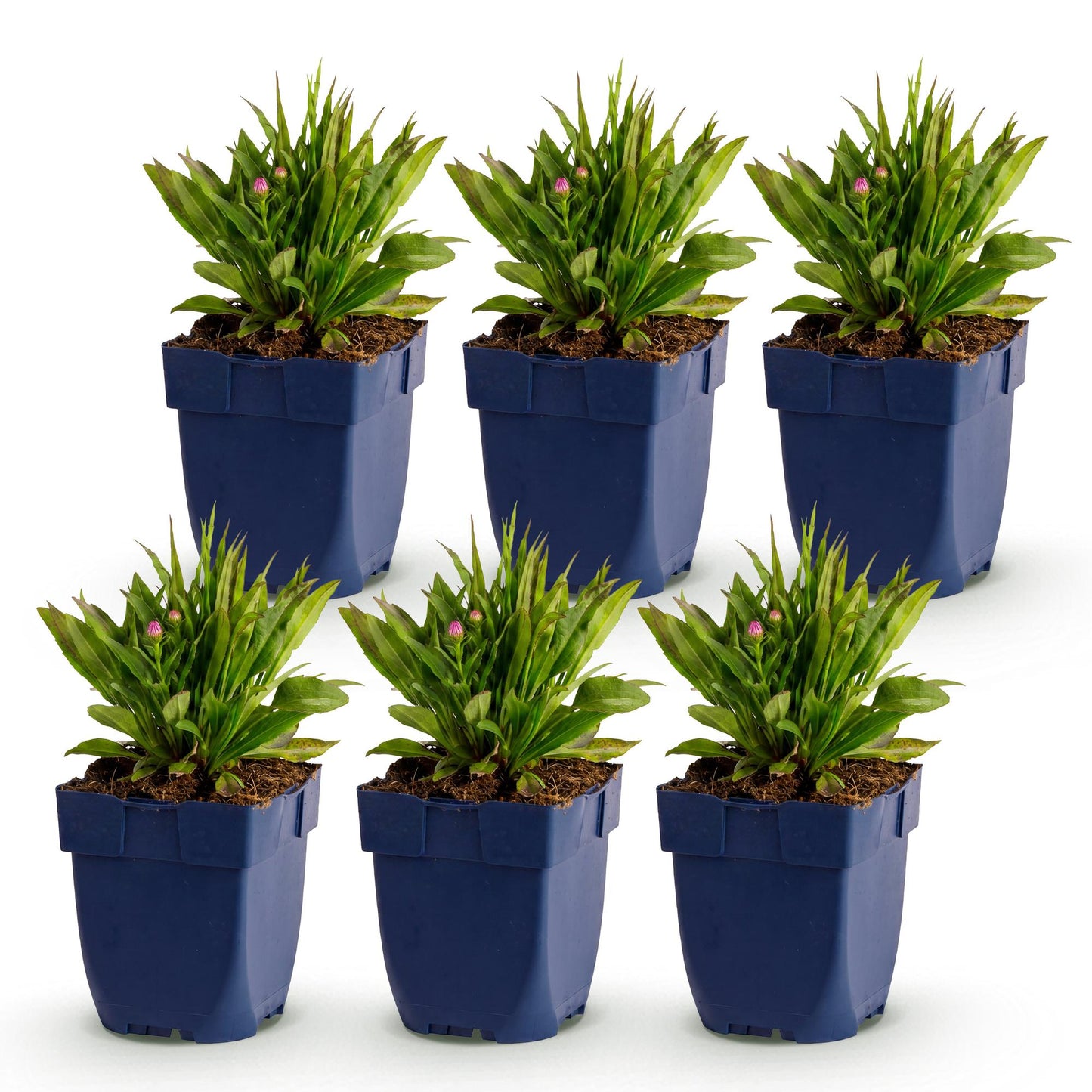 Aster Wood's Pink, lot de 6 jeunes plants en pot sur fond blanc, avec de futurs bourgeons roses.