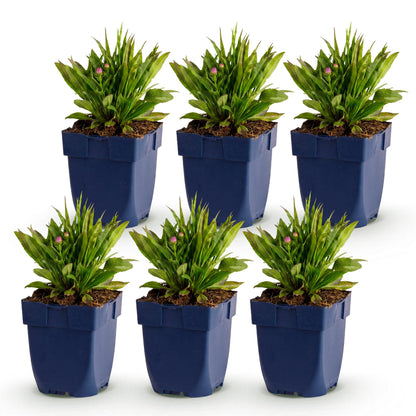 Aster Wood's Pink, lot de 6 jeunes plants en pot sur fond blanc, avec de futurs bourgeons roses.
