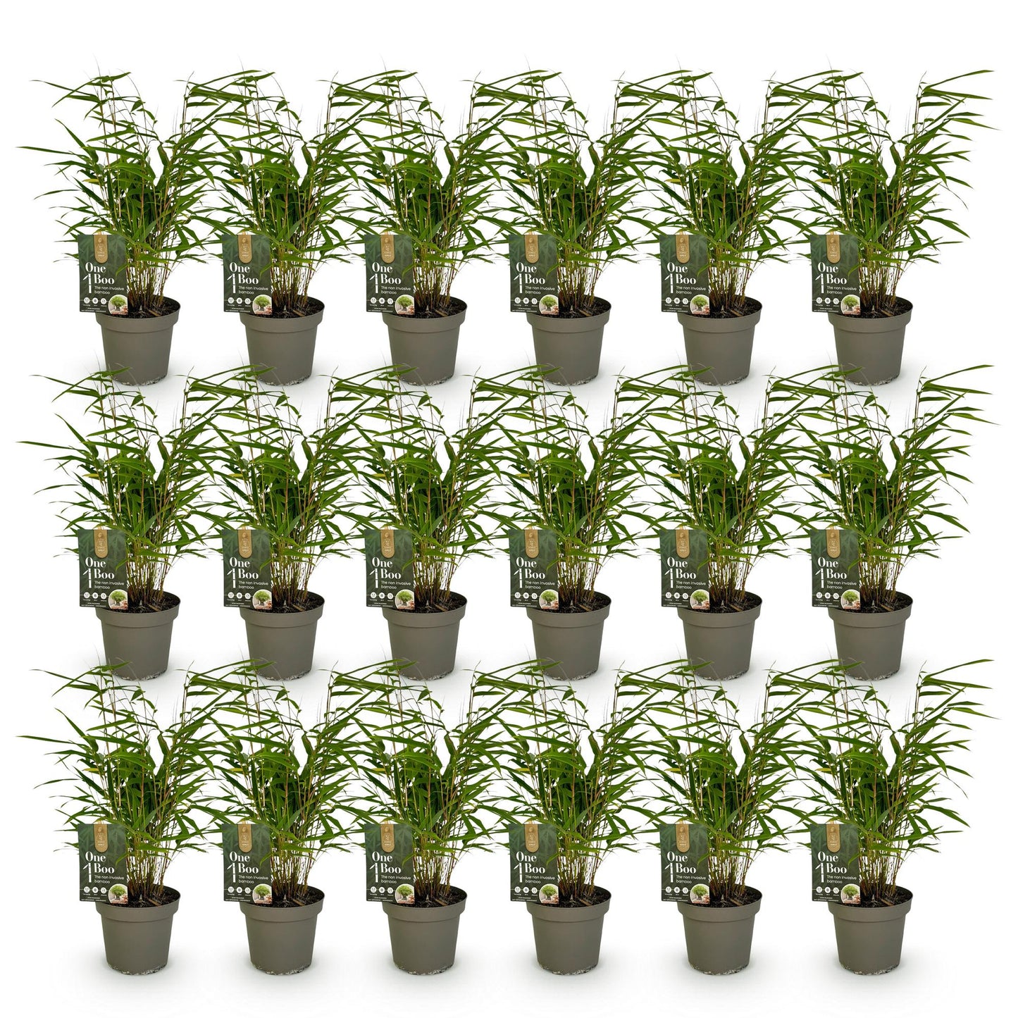 Bambou Fargesia Rufa, 6 plants en pots alignés sur fond blanc. Chaque pot contient une étiquette 'One Boo'.