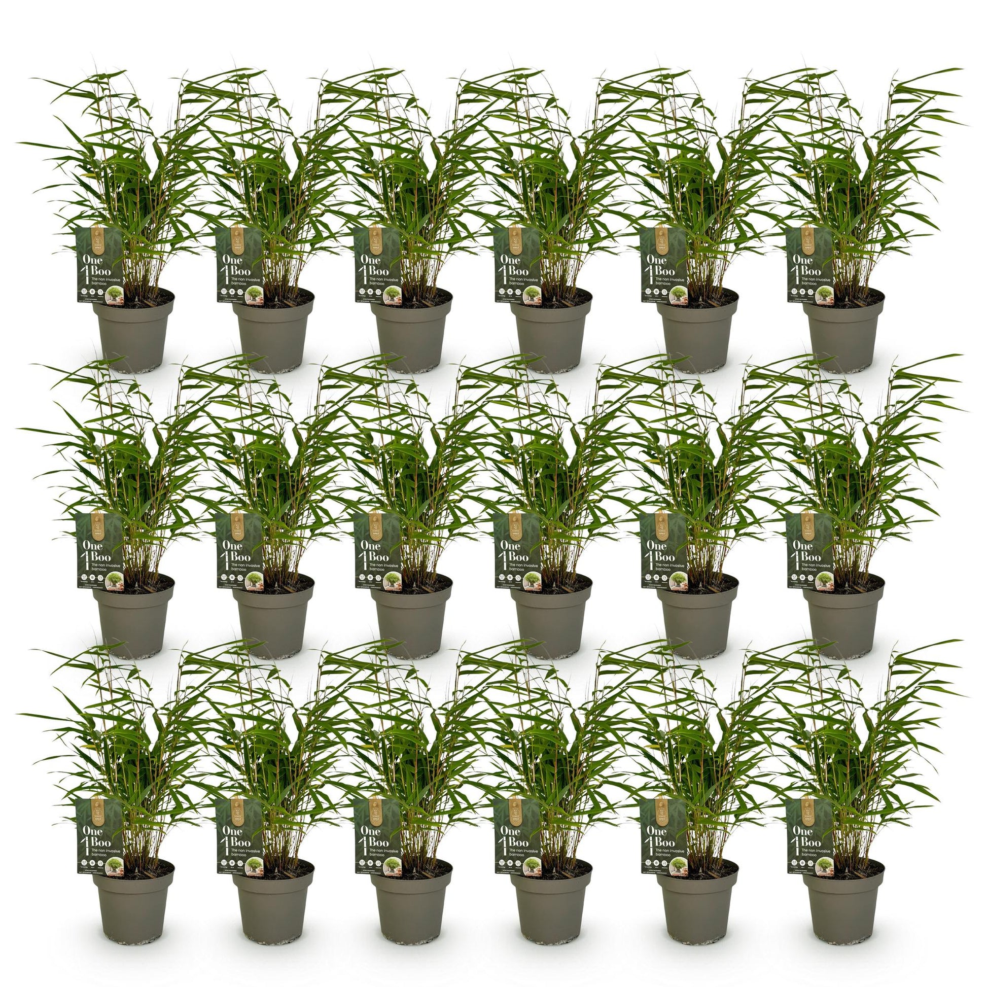 Bambou Fargesia Rufa, 6 plants en pots alignés sur fond blanc. Chaque pot contient une étiquette 'One Boo'.