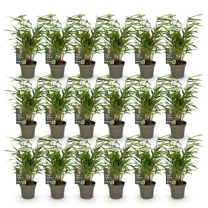 Bambou Fargesia Rufa, 6 plants en pots alignés sur fond blanc. Chaque pot contient une étiquette 'One Boo'.