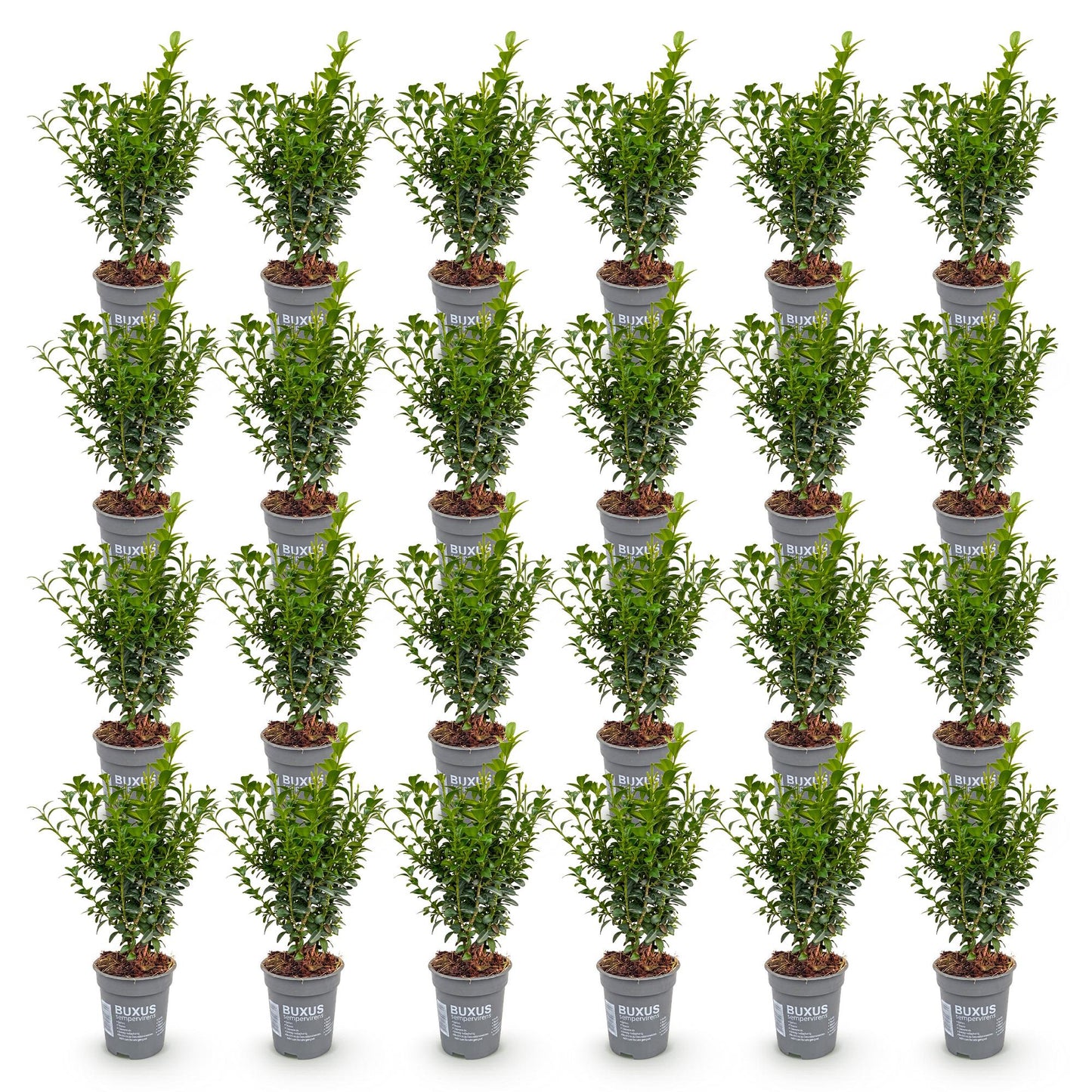 Buxus sempervirens : Vue d'ensemble de 30 petits palmiers en pot de 9cm, formant un grand ensemble harmonieux sur un fond blanc.