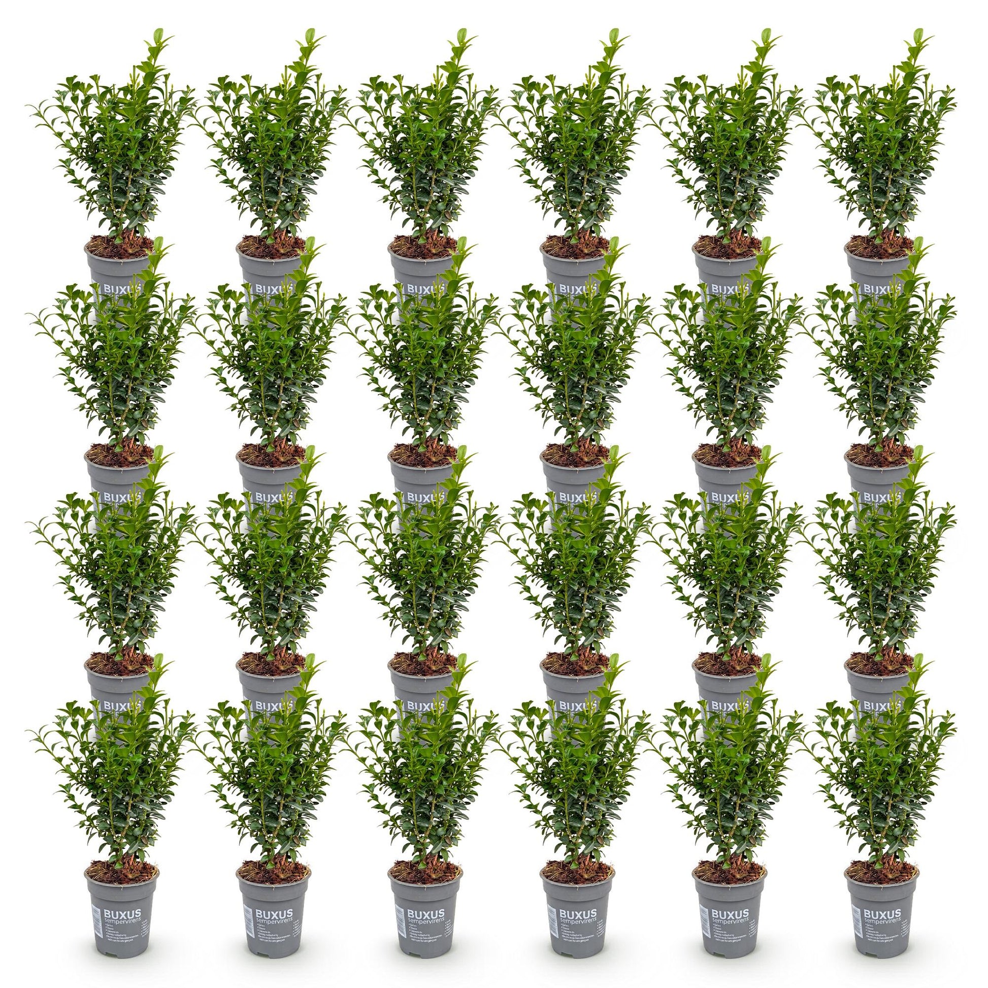 Buxus sempervirens : Vue d'ensemble de 30 petits palmiers en pot de 9cm, formant un grand ensemble harmonieux sur un fond blanc.