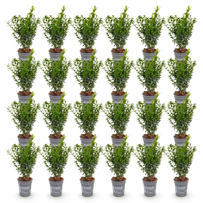 Buxus sempervirens : Vue d'ensemble de 30 petits palmiers en pot de 9cm, formant un grand ensemble harmonieux sur un fond blanc.