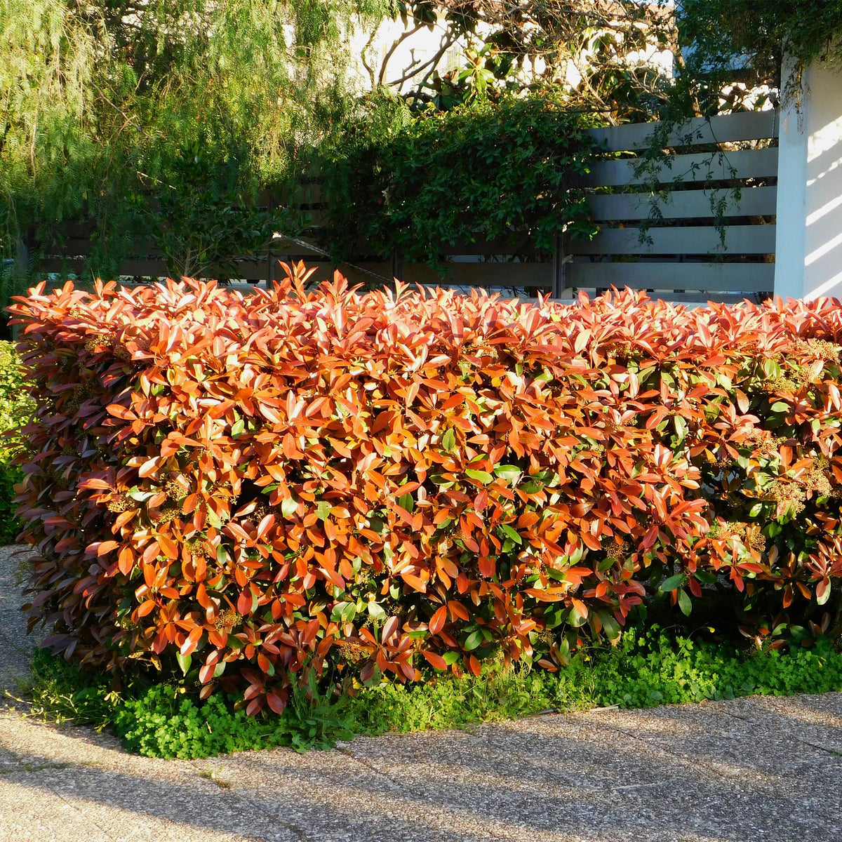 Photinia fraseri Red Robin, haie de plantes avec des feuilles rouges et vertes éclatantes, bordant une allée de jardin sous le soleil.