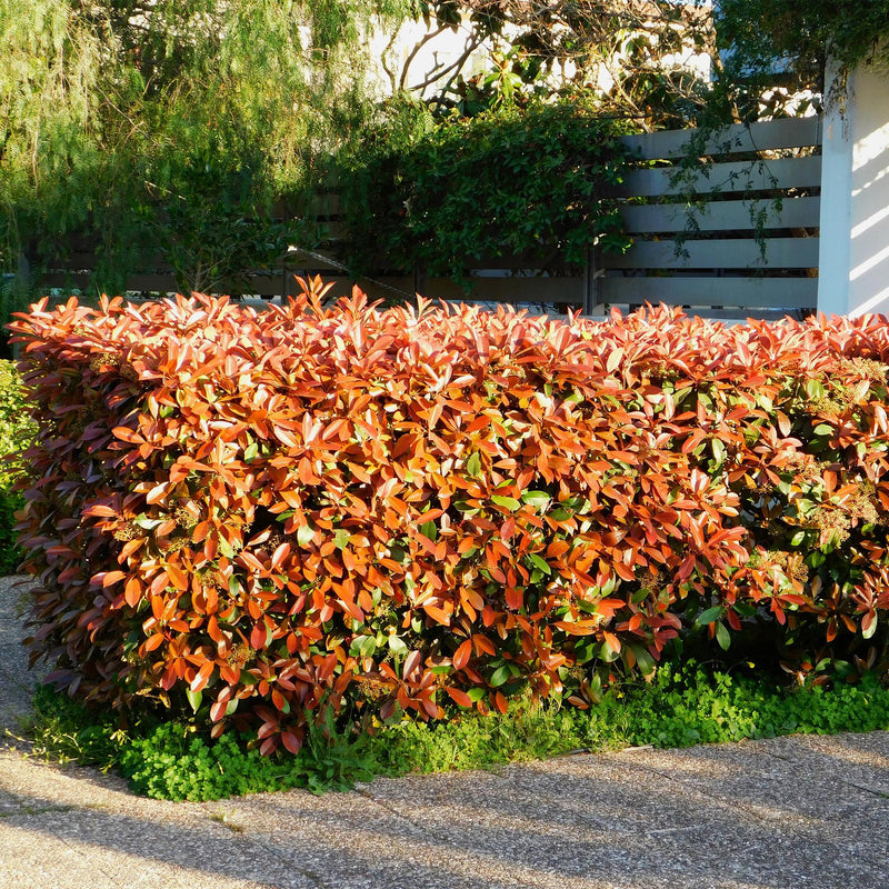 Photinia Red Robin (Photinia x fraseri), plante de haie persistante, Pot 17 cm, Hauteur 50 cm