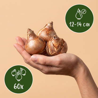 Bulbes de Narcisse a grande couronne en melange tenus dans une main, calibre 12/14, lot de 60 bulbes