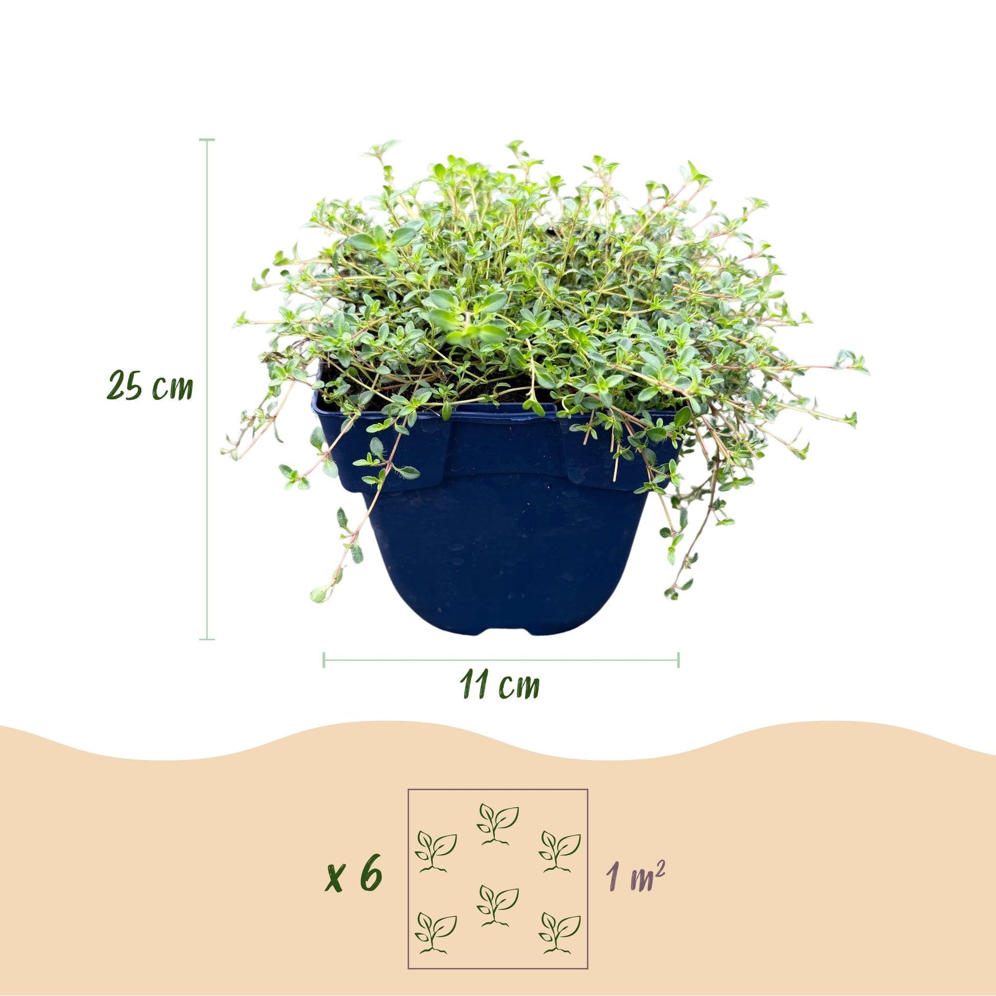 Thymus praecox Minor. Infographie : un plant en pot de 11 cm de diamètre, 25 cm de hauteur. Indique 6 plants par m².