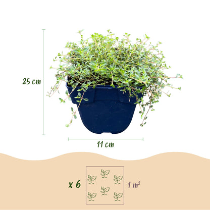 Thymus praecox Minor. Infographie : un plant en pot de 11 cm de diamètre, 25 cm de hauteur. Indique 6 plants par m².