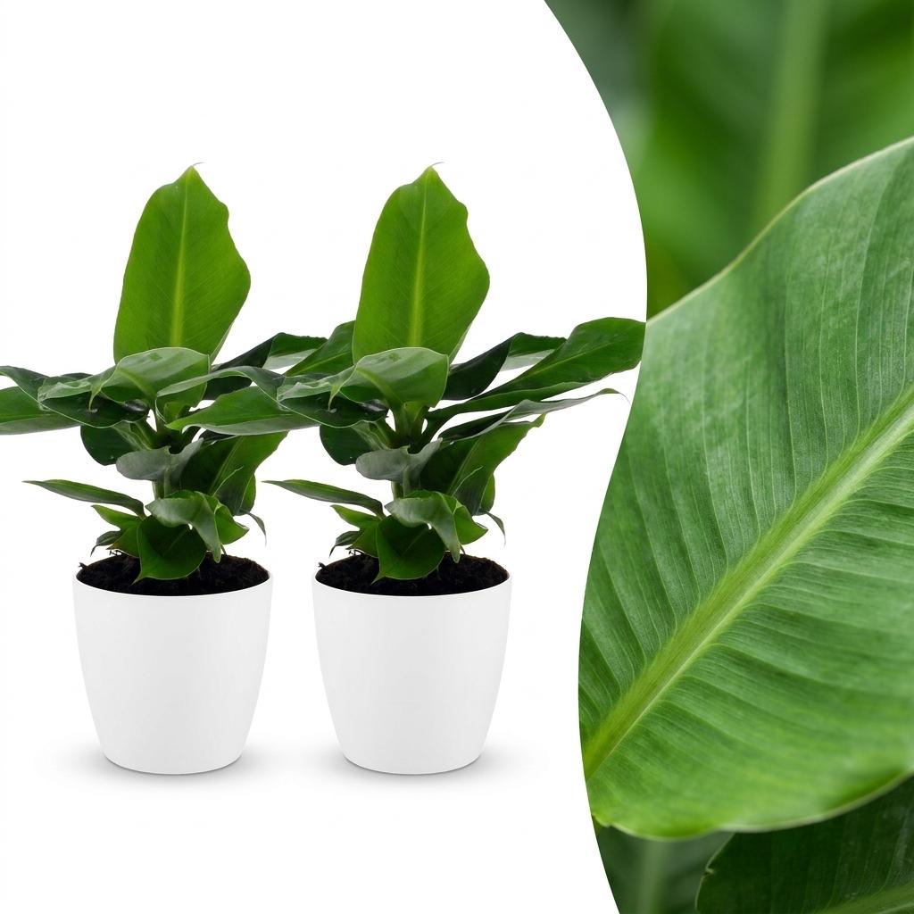 Deux jeunes bananiers Musa Oriental Dwarf aux larges feuilles vertes dans des cache-pots blancs épurés