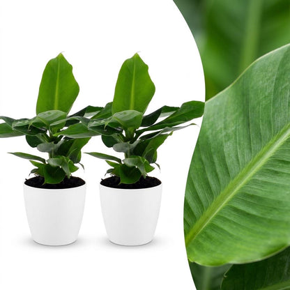 Deux jeunes bananiers Musa Oriental Dwarf aux larges feuilles vertes dans des cache-pots blancs épurés