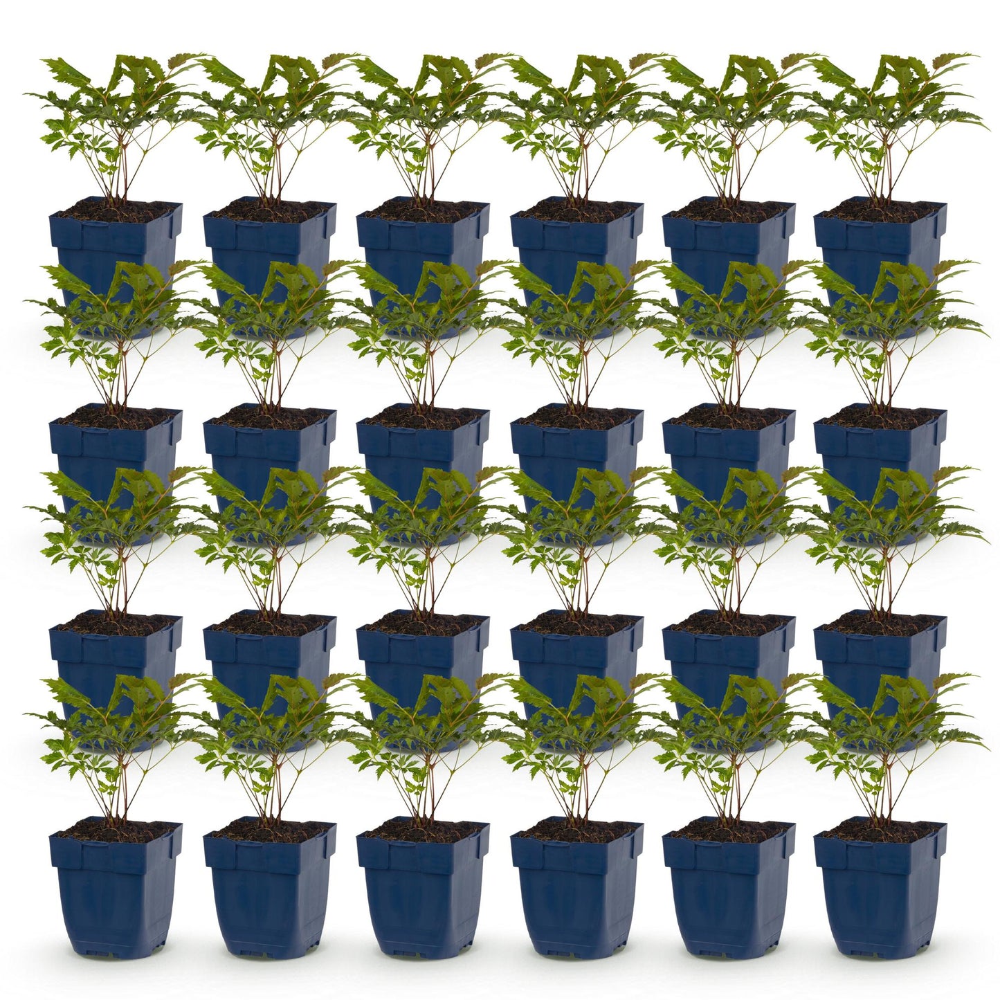 Astilbe Fanal : lot de 30 plants d'astilbes vivaces en pots de 11cm, feuillage vert foncé.