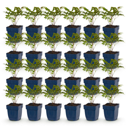 Astilbe Fanal : lot de 30 plants d'astilbes vivaces en pots de 11cm, feuillage vert foncé.