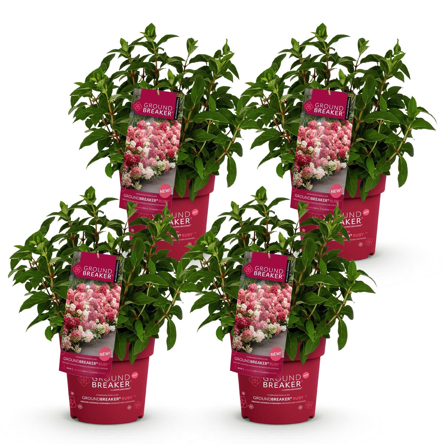 Hydrangea paniculata Groundbreaker Ruby : Hortensias 'Groundbreaker Ruby' aux fleurs roses et blanches, en pots, sur fond blanc. Vendus en l