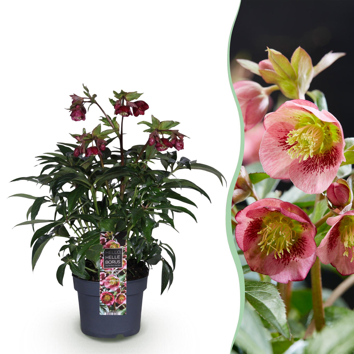 Hellébore 'Dacaya' en pot de 19 cm et détail du feuillage et des fleurs