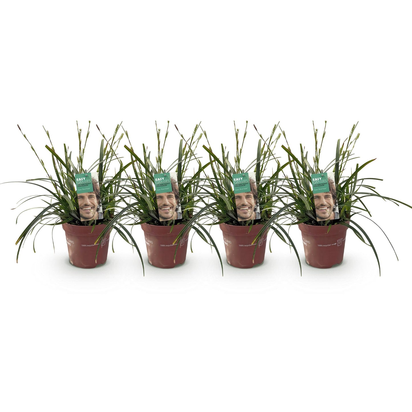 Carex oshimensis Intense Green. Quatre plants de cette graminée ornementale sont alignés sur un fond blanc uni, chacun dans son pot de cultu