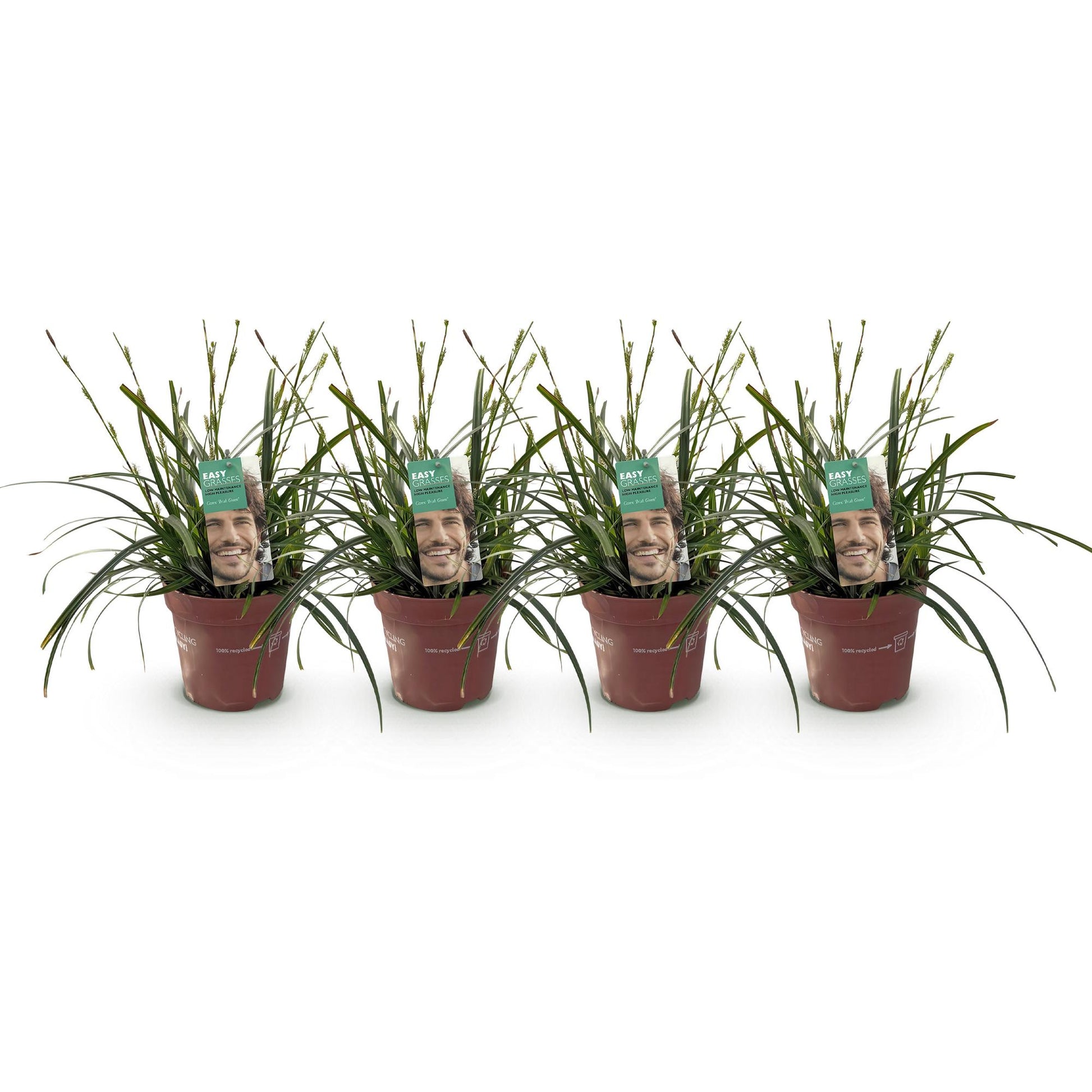 Carex oshimensis Intense Green. Quatre plants de cette graminée ornementale sont alignés sur un fond blanc uni, chacun dans son pot de cultu