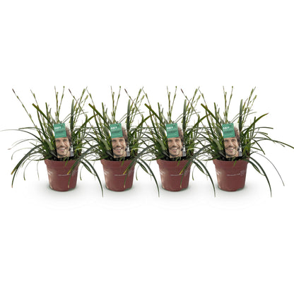 Carex oshimensis Intense Green. Quatre plants de cette graminée ornementale sont alignés sur un fond blanc uni, chacun dans son pot de cultu