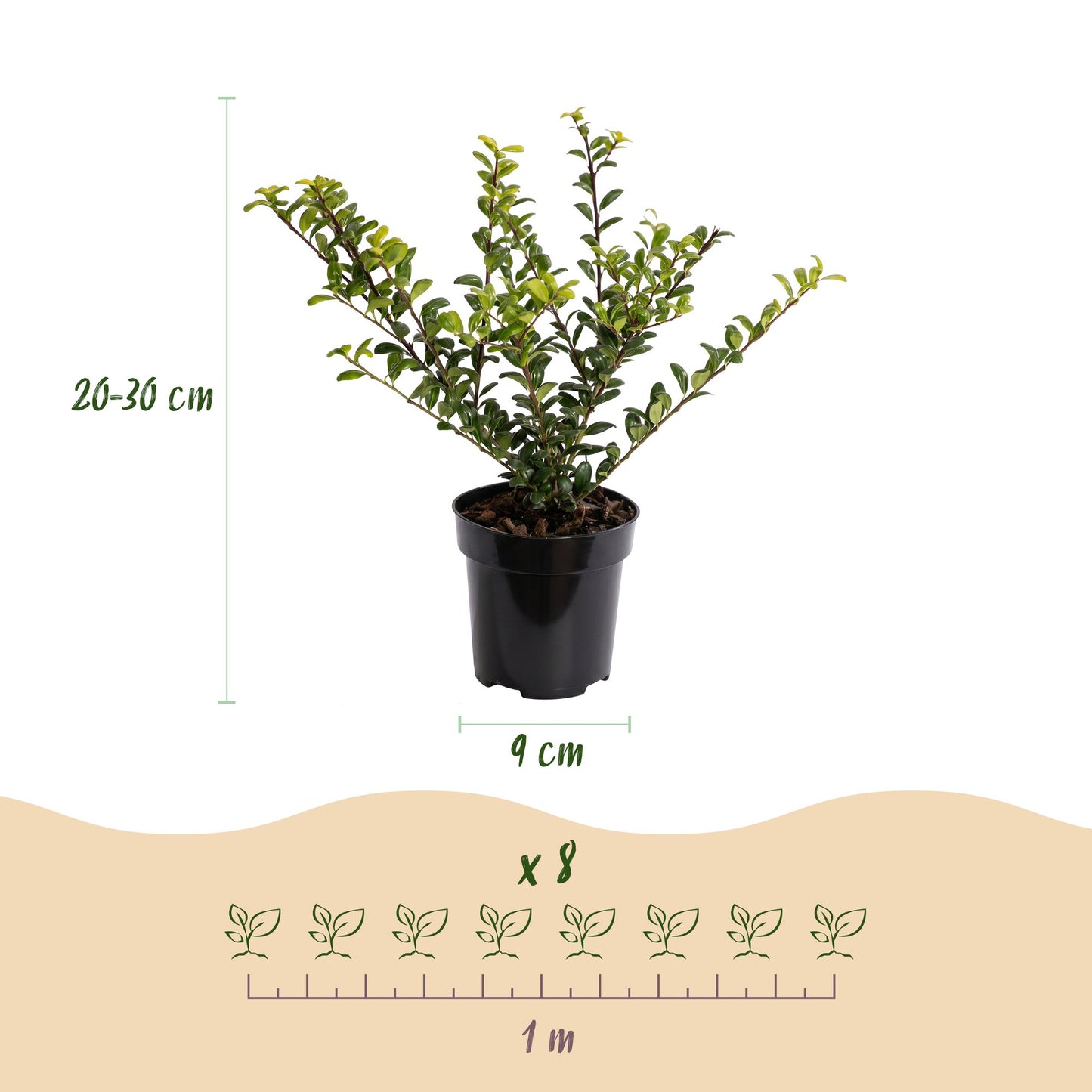 Ilex crenata Covenxa : schémas d'un plant de 20-30 cm en pot de 9 cm, avec un espacement de plantation de 1 mètre pour 8 plants.