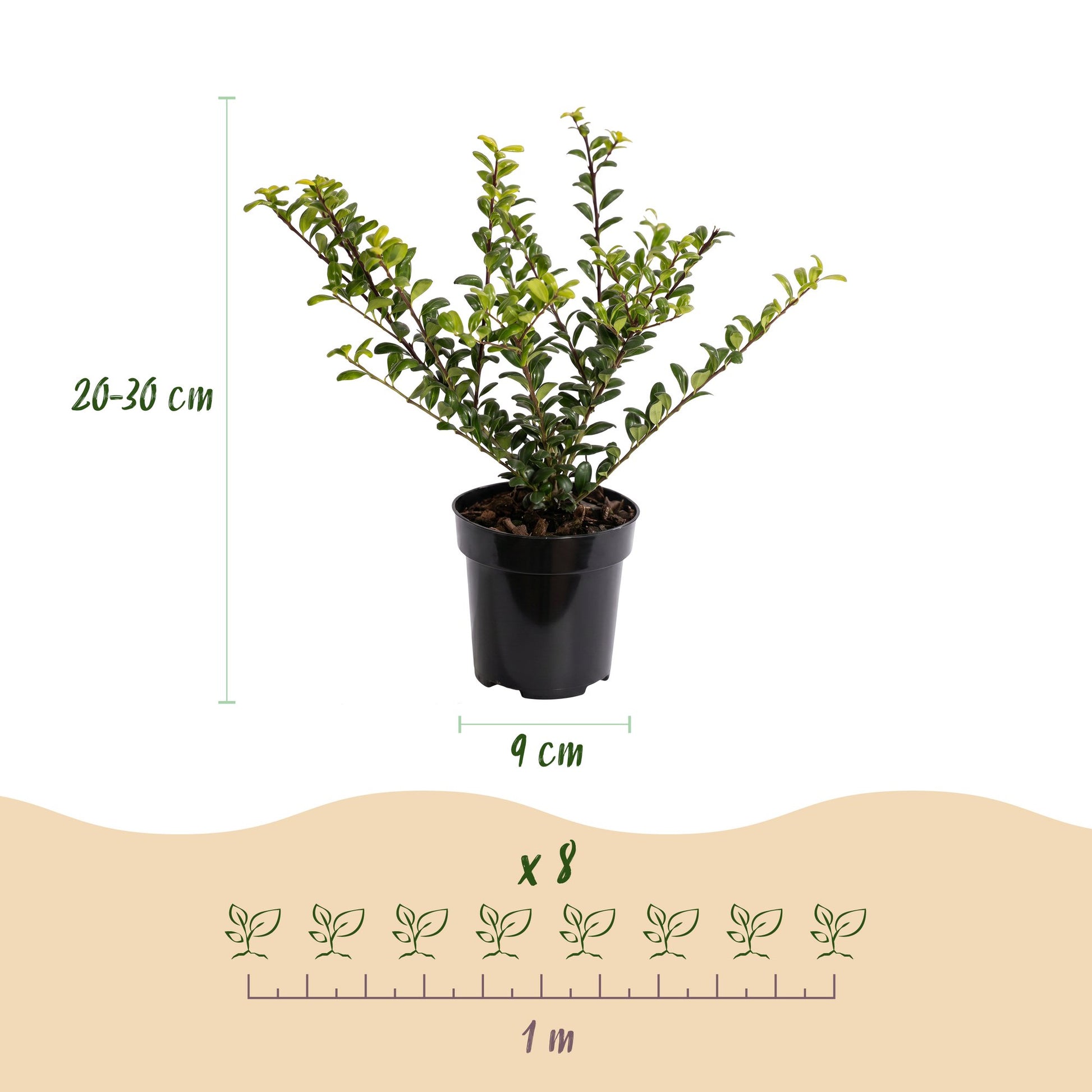 Ilex crenata Covenxa : schémas d'un plant de 20-30 cm en pot de 9 cm, avec un espacement de plantation de 1 mètre pour 8 plants.