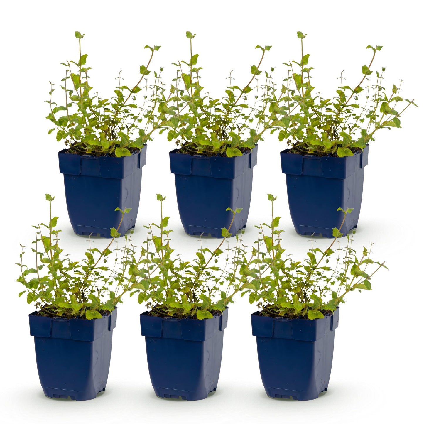 Nepeta rac. Grog, six plants en pot bleu sur fond blanc, prêts à être plantés en extérieur. Plante vivace attire abeilles et papillons.